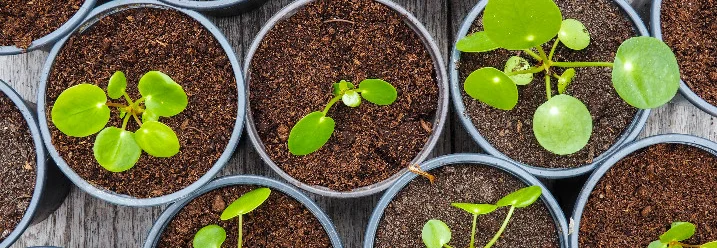 Mehrere kleine Ufopflanzen in Töpfen